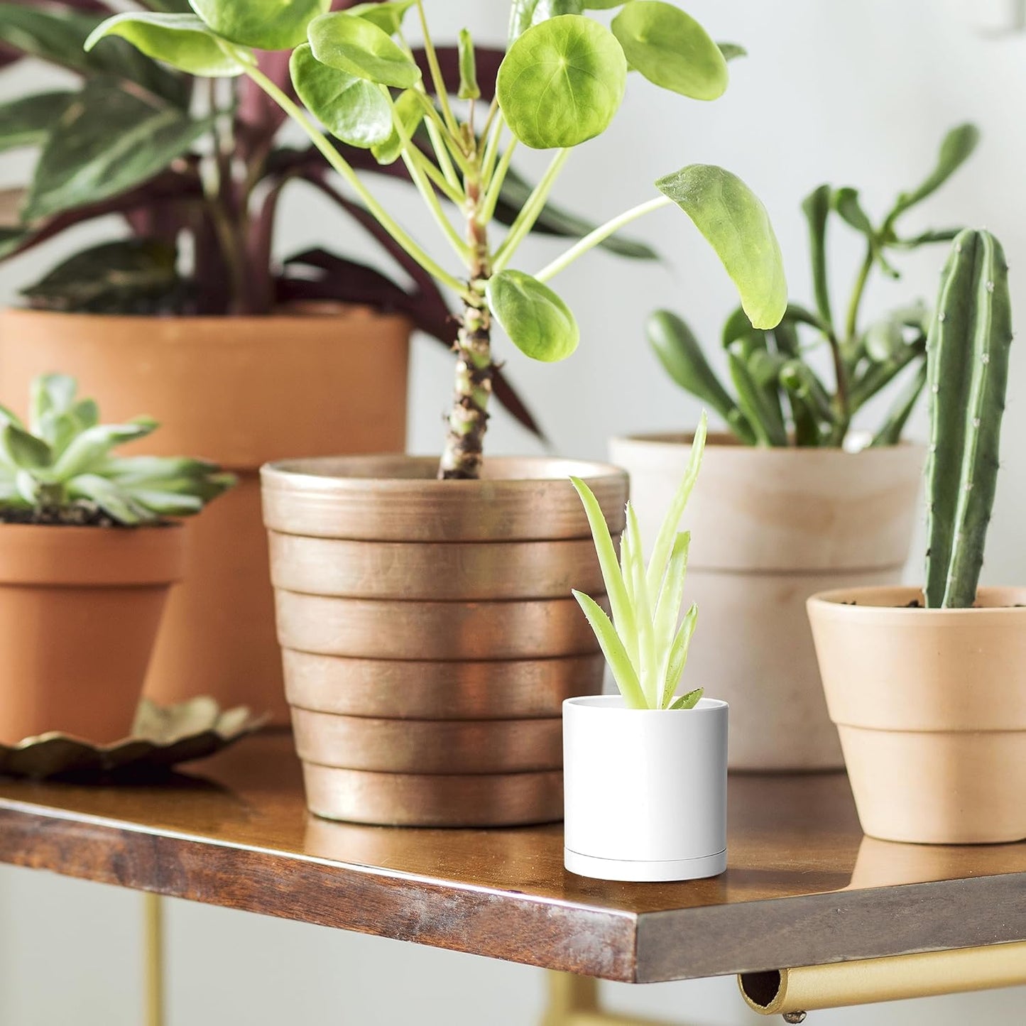 D'vine Dev 24 Pack 2 Inch Mini Plastic Plant Pots, Small Garden Planters for Plant with Drainage Holes and Saucers, White Color, 74-Z-A-6