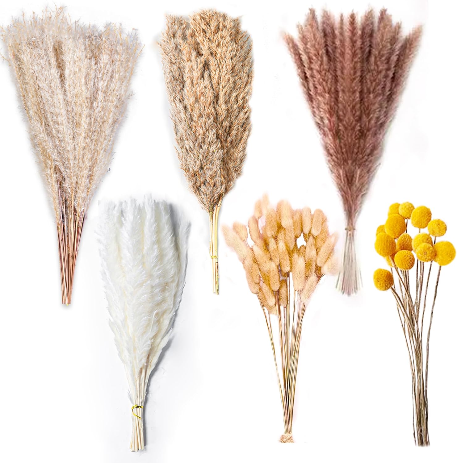 Dried & Preserved Flora