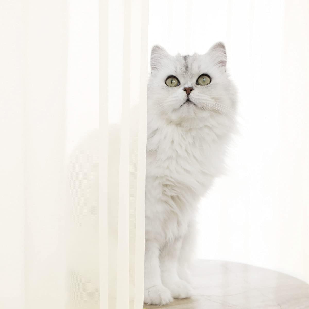 Window Beige Sheer Curtains 48 Inches Width 120 Inches Long 2 Panels Sheer Curtains Clear Curtains Basic Rod Pocket Panel for Home/Living Room/Bedroom/Kids Room