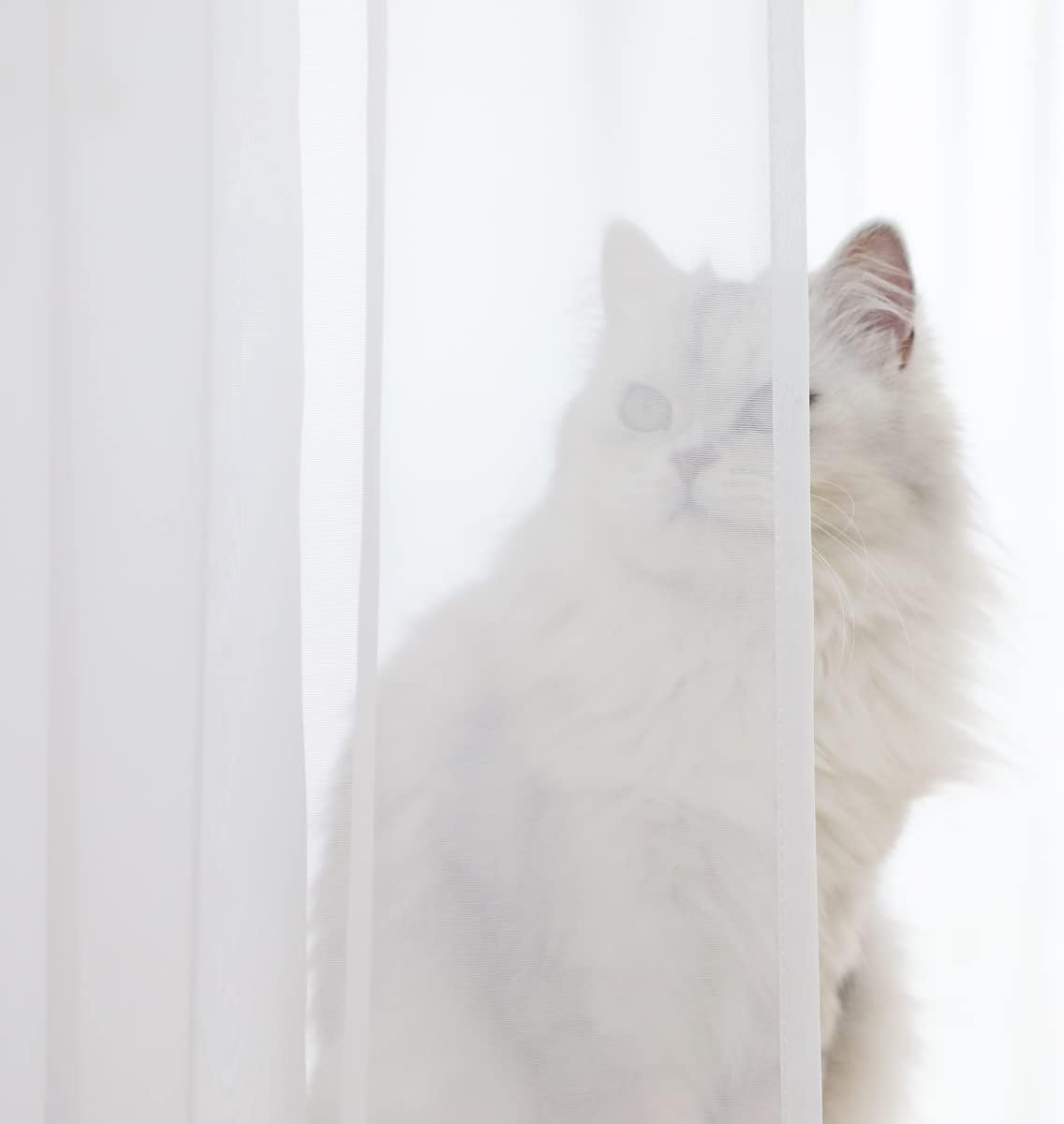 Window White Sheer Curtains 51x83 Inches Long 2 Panels Sheer White Curtains Basic Rod Pocket Panel for Bedroom Children Living Room Yard Kitchen (White, 51" W x 83" L | 2 pcs)