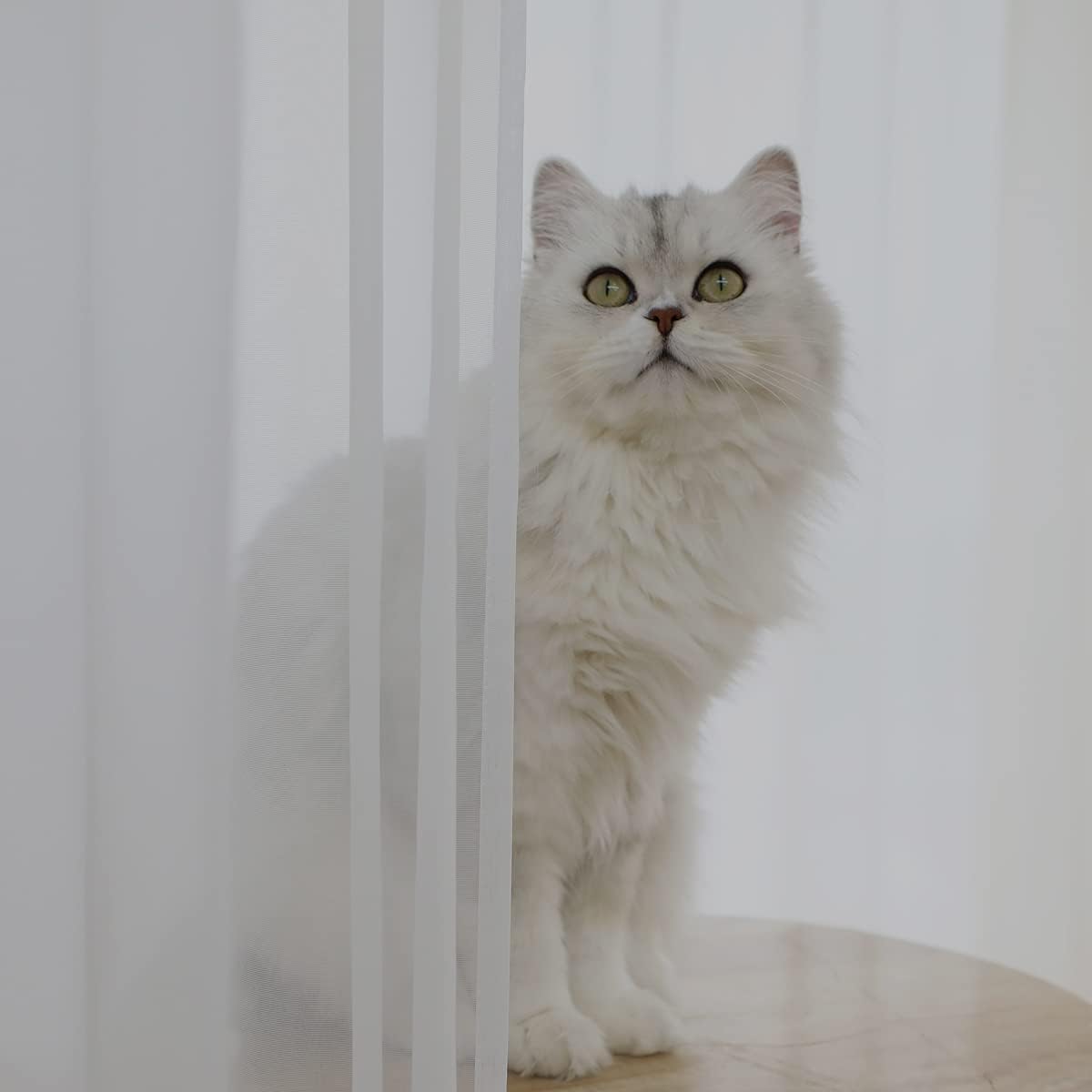 Window Ivory Sheer Curtains 60 Inches Width 45 Inches Long 2 Panels Sheer Curtains Clear Curtains Basic Rod Pocket Panel for Home/Living Room/Bedroom/Kids Room