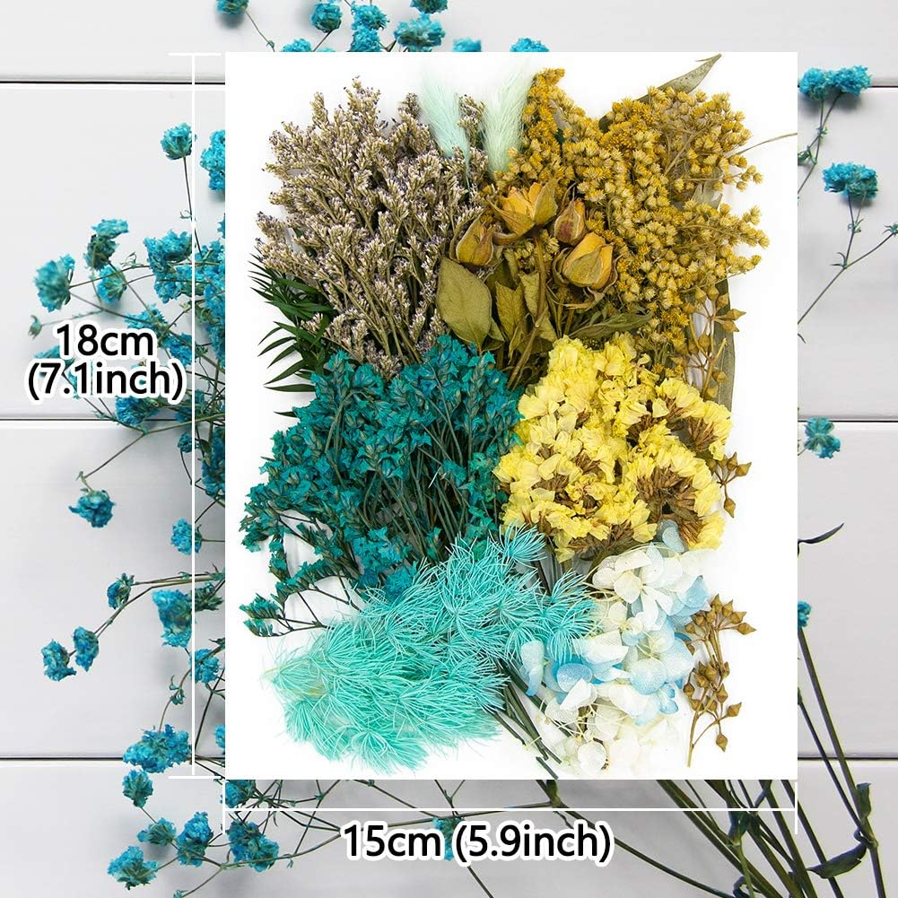 Vignee Real Dried Pressed Leaf Flowers-Multiple Colorful Pressed Flowers Daisies for Craft Resin Jewelry Making Art Craft DIY（Blue）