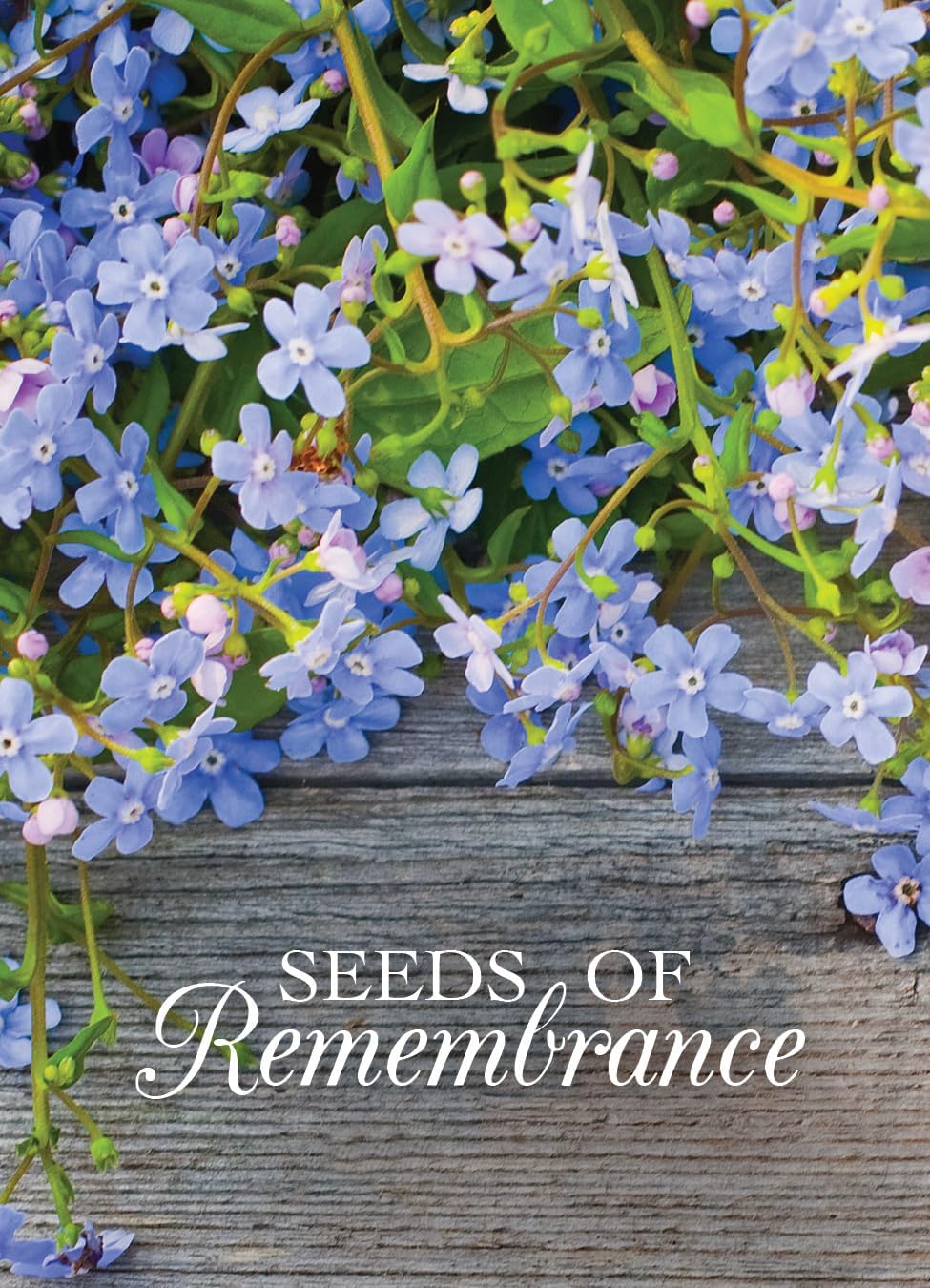 Bentley Memorial Blue Flax Seeds of Remembrance, Non-GMO, Non-Coated Packets, Funeral Keepsake, Linum Lewisii, 25 Pack