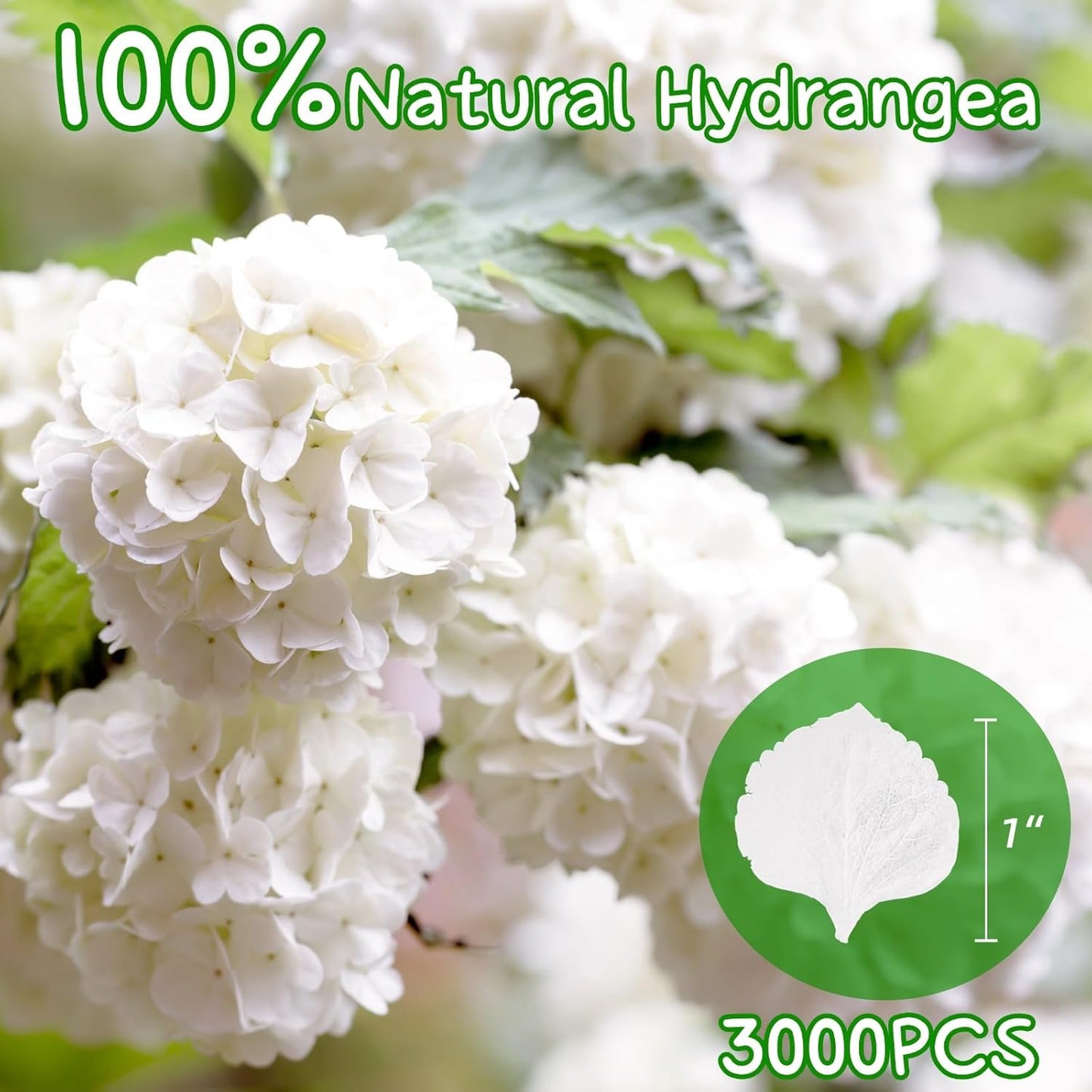 3000+Pcs Real Ivory White Dried Hydrangea Flower Petals - 100% Natural Creamy White Flower Petals for Wedding Confetti, Romantic Night Decor, DIY Handcrafts (2.12oz)