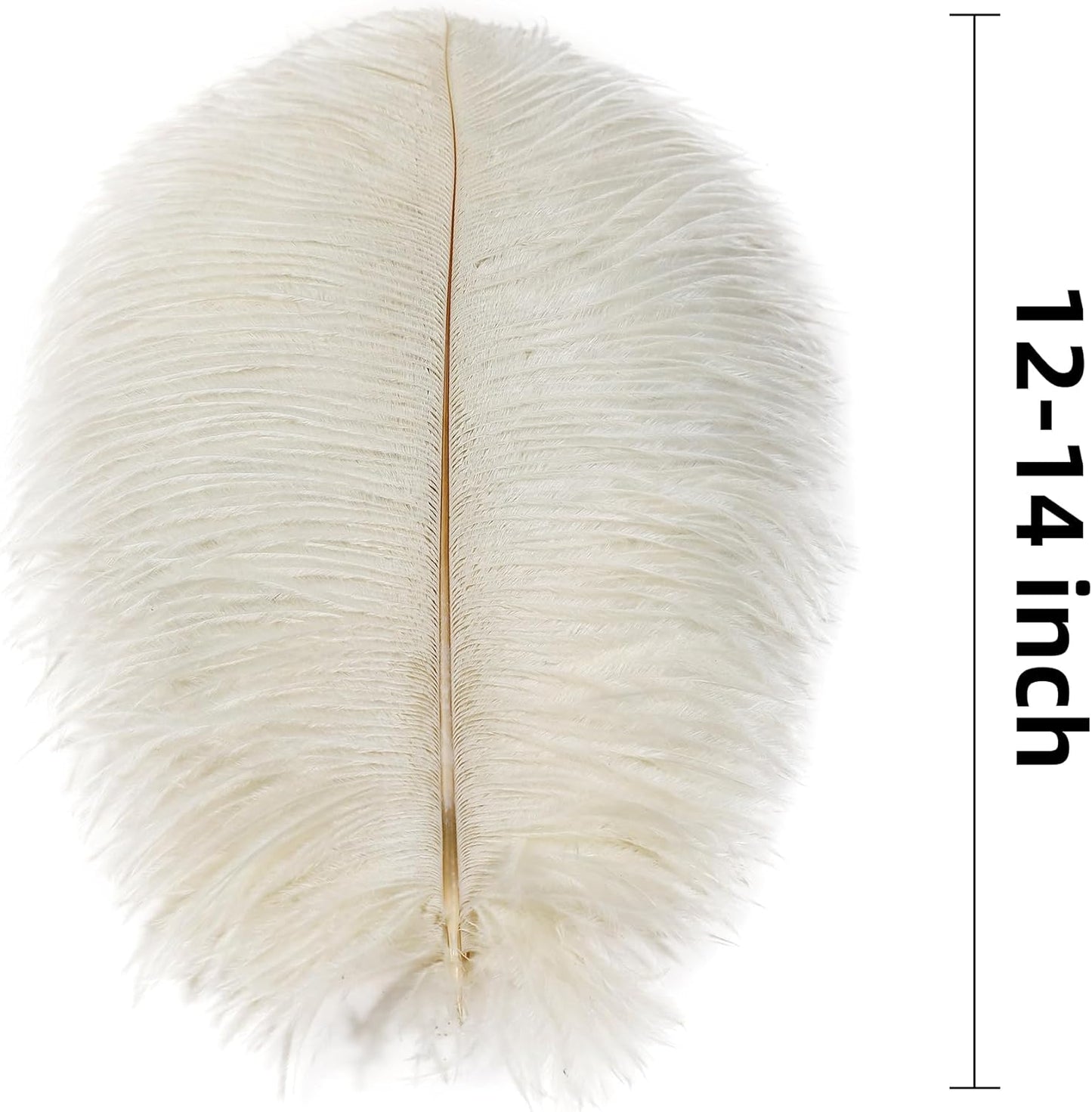 Ballinger Beige Ostrich Feathers Bulk - 24pcs 12-14inch Cream Feathers for Vase,Wedding Party Centerpieces and Home Decor