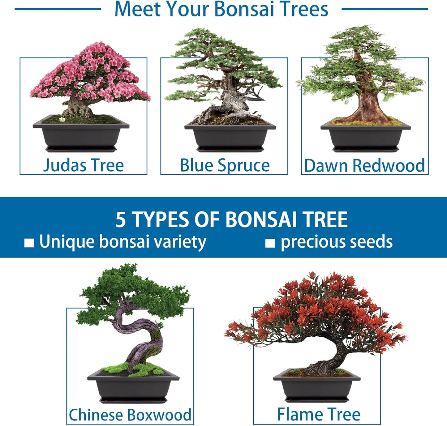 Bonsai Starter Kit, 5 Seeds Growing into Blue Spruce, Chinese Boxwood, Dawn Redwood, Flame Tree and Judas Tree, Including Complete Gardening Tools with A Gift Box, Christmas Gifts for Women