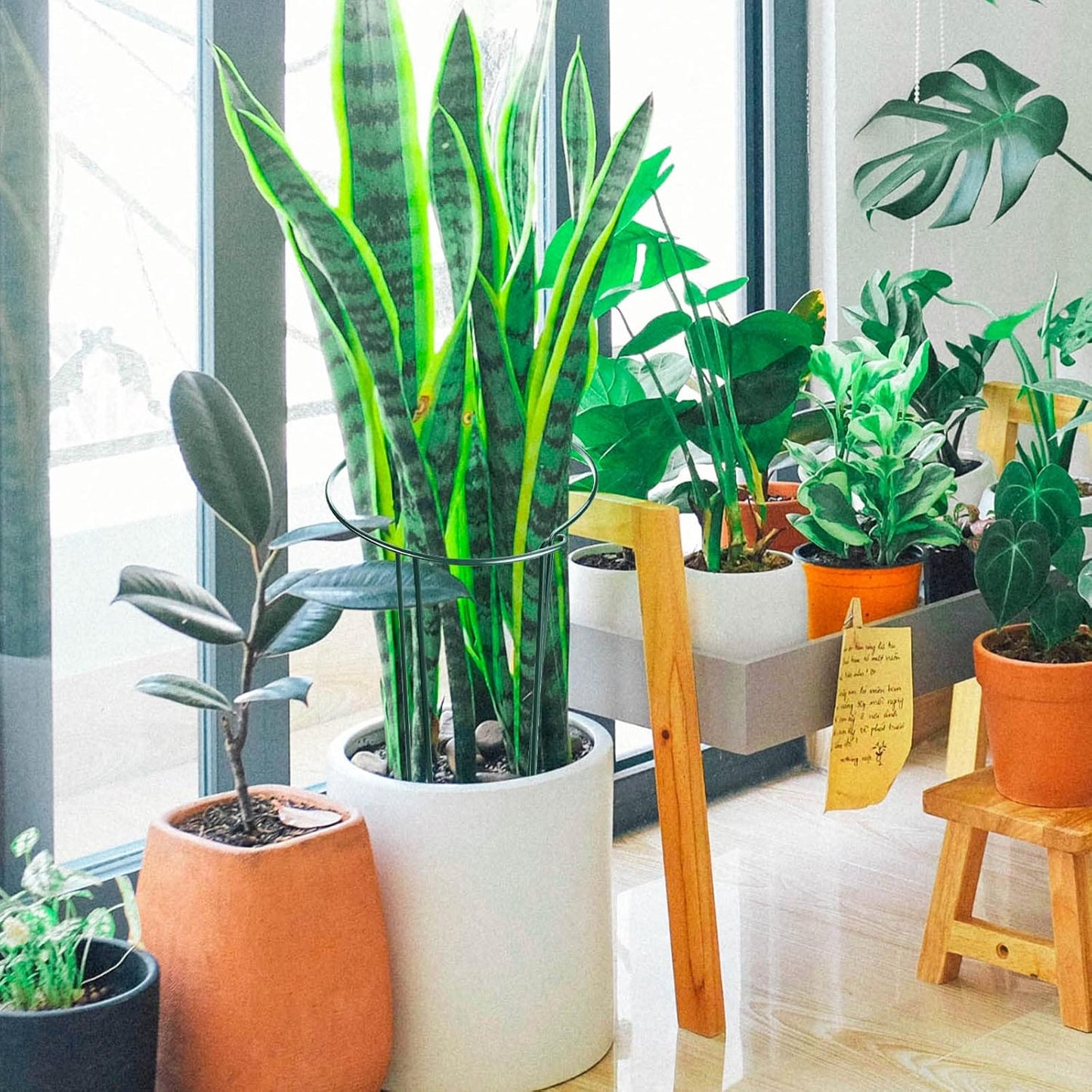 HiGift 6 Pack 24 Inch Plant Stakes, 10" Wide x 24" High Half Round Metal Peony Cages and Support, Green Garden Plant Stake Plant Support Ring Border for Peony Tomato,Hydrangea,Flower Indoor Outdoor