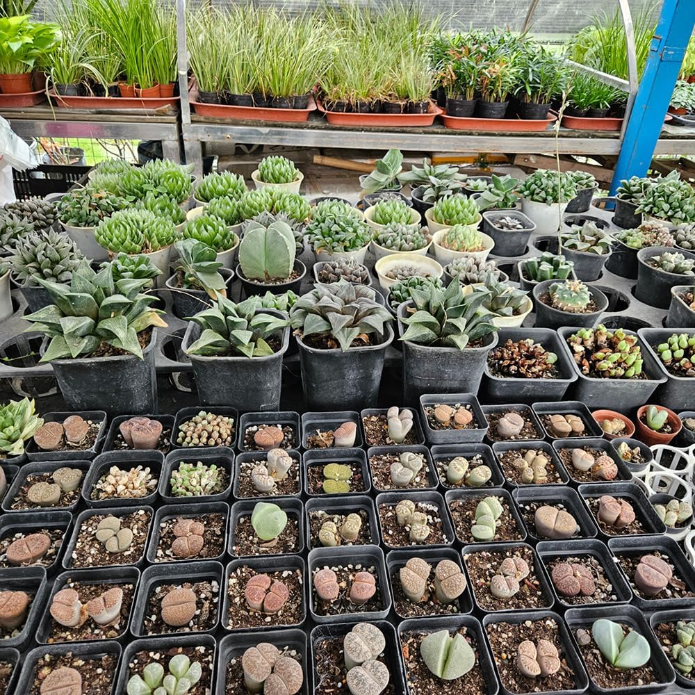 80 Pcs Nursery Pots 4 Inch, Plastic Seed Starting Pot with Drainage Holes, Sturdy Seedling pots for Planting, Succulents, Transplanting, Cuttings (Black)