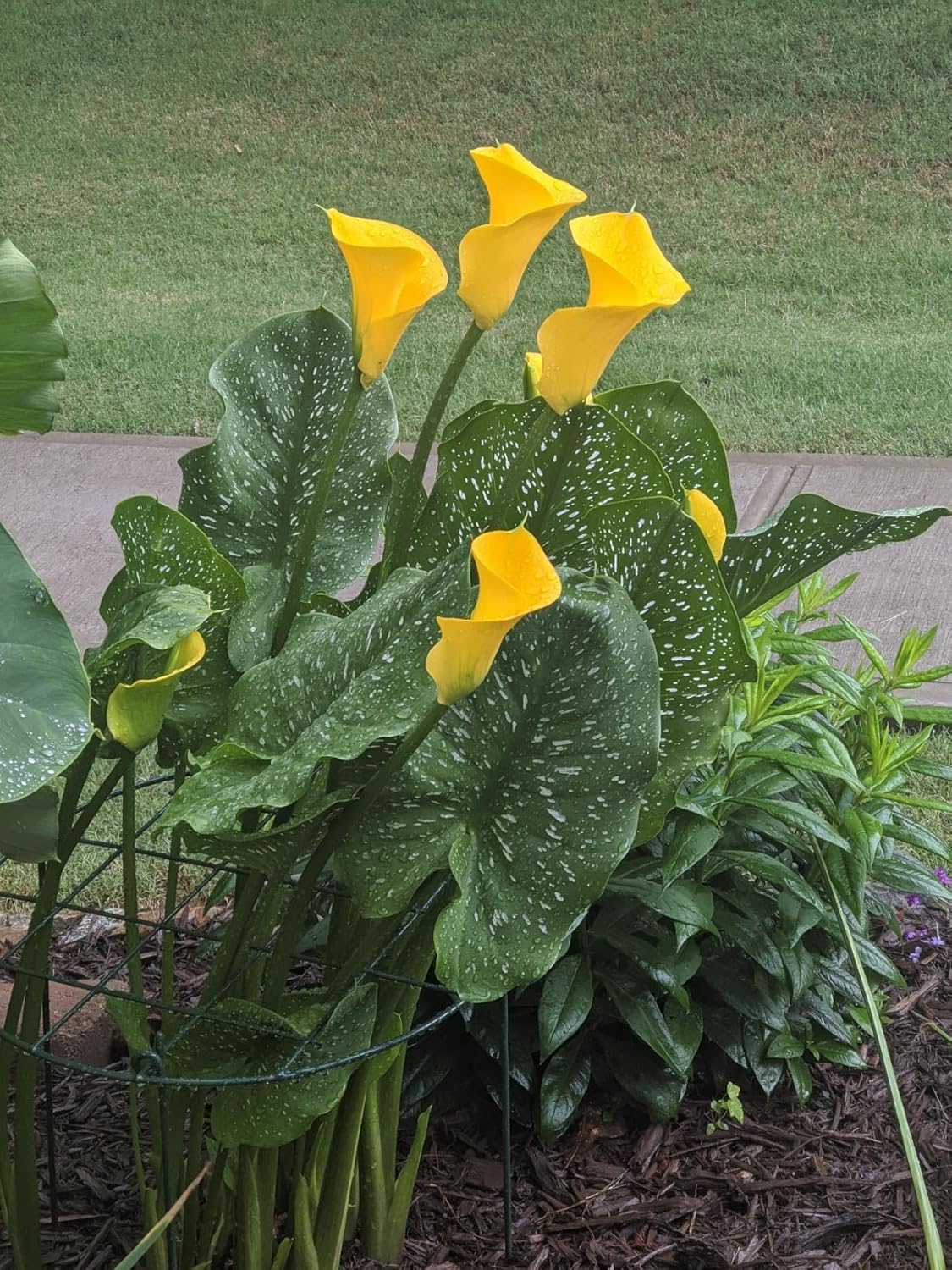 12 x 16 inch Poeny Cage Grow Through Grid Plant Brace Flower Support Rings, Pack of 10 Round Metal Plant Stakes Rings, Strong Large Garden Supports for Flowers, Peonies, Rose, Lily