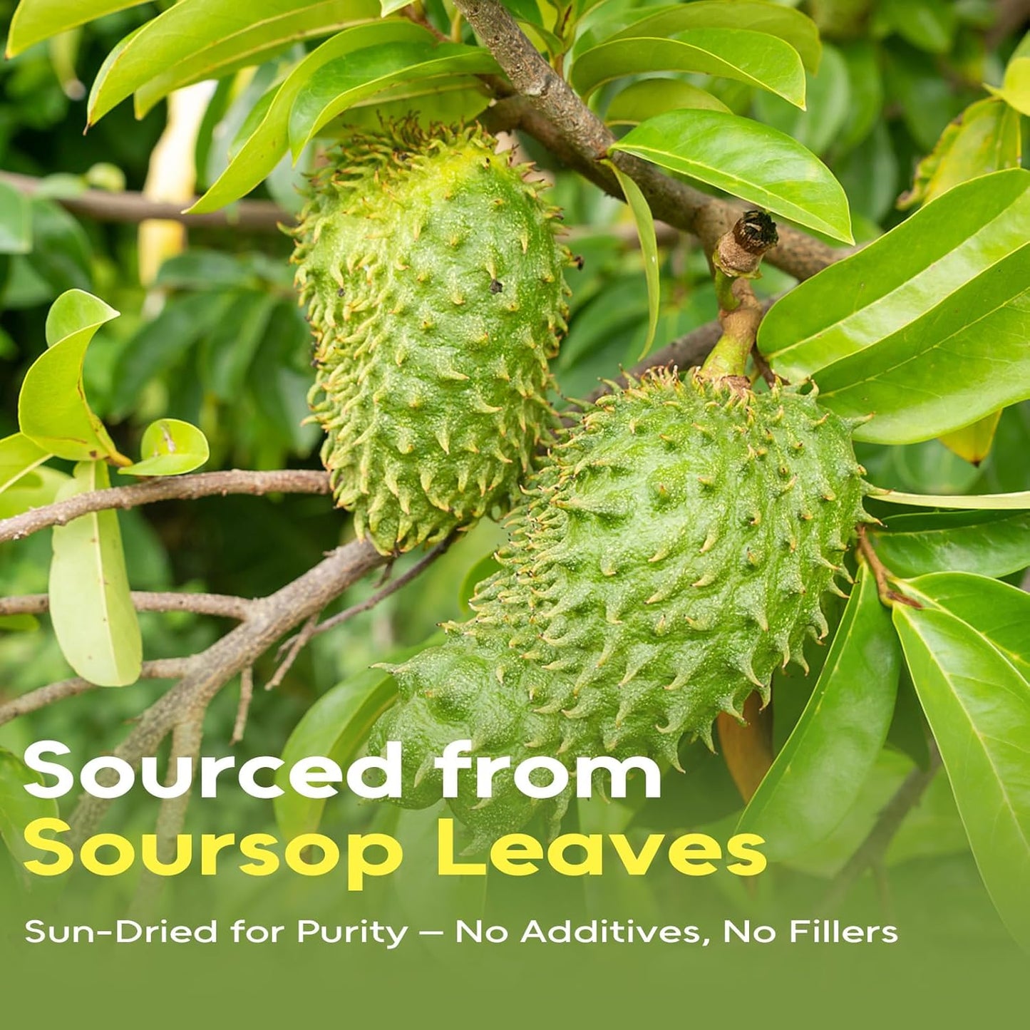 FullChea - Soursop Leaves Tea Bags, 80 Counts - Premium Hojas De Guanabana Tea - Non-GMO - Caffeine-free - Improve Digestion, Support Skin & Sleep