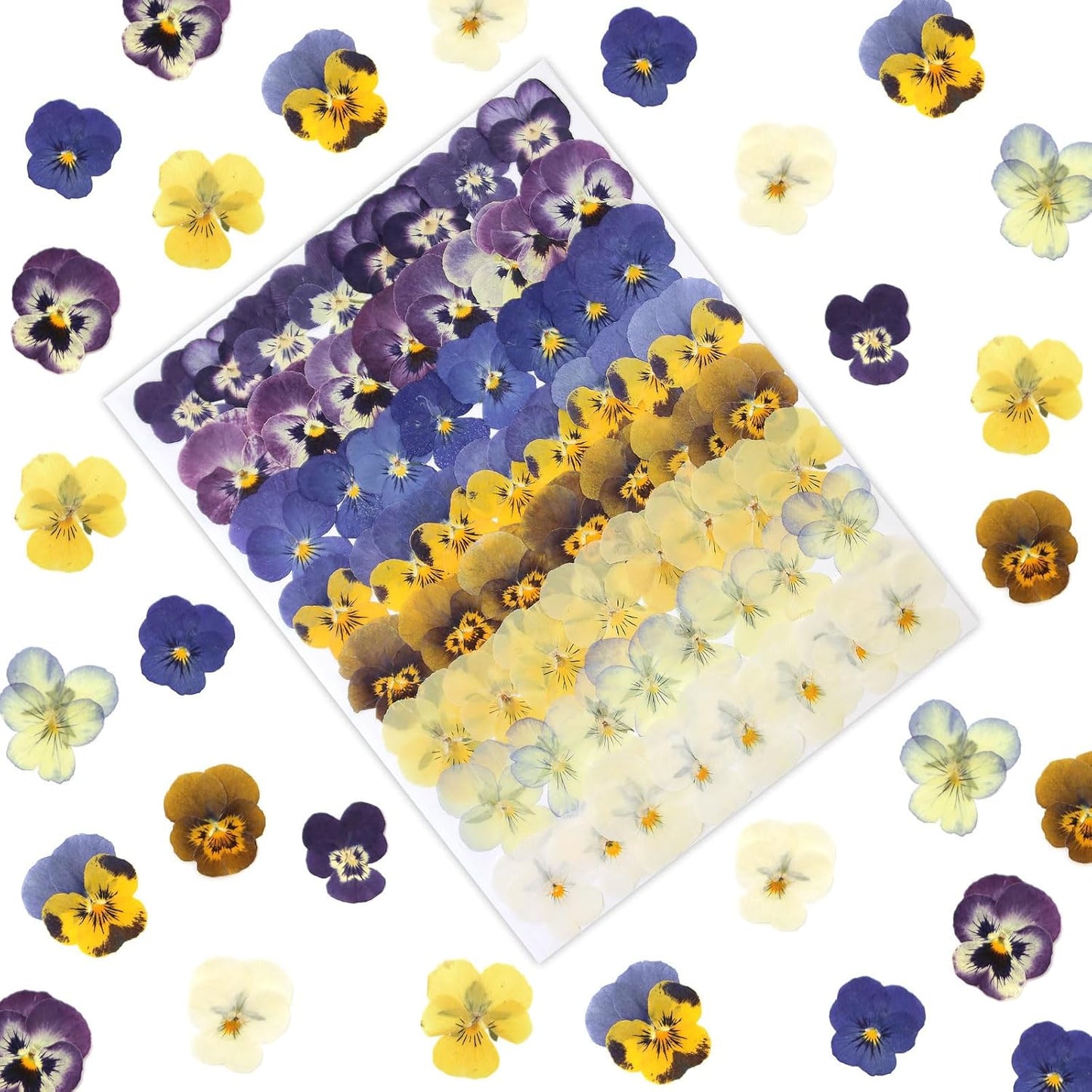 64 Pcs Dried Pressed Viola Flowers, 8 Color Gradient Purple Blue Yellow White, for Resin DIY Art Jewelry Candle & Soap Making with Tweezers Included