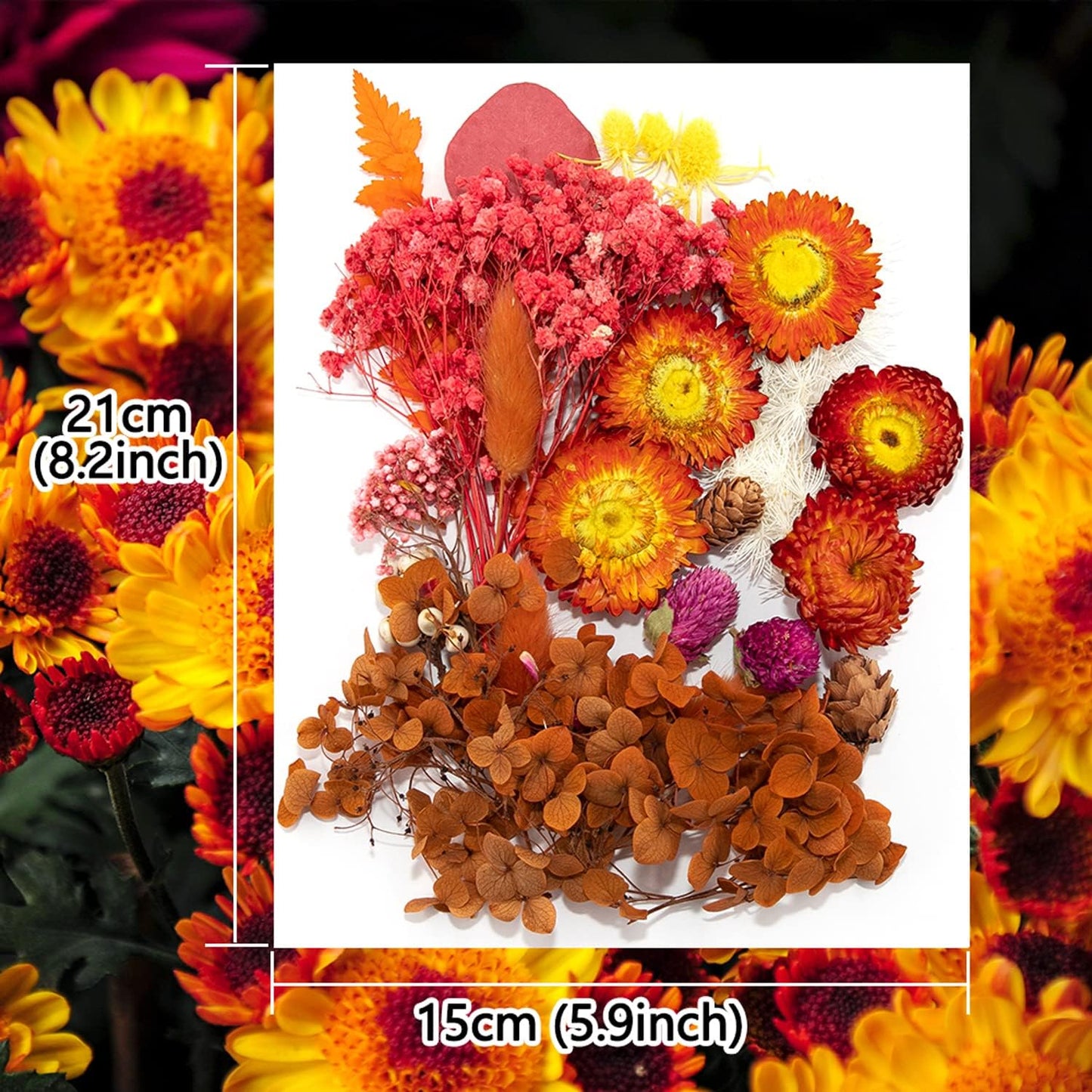 Vignee Real Dried Pressed Leaf Flowers-Multiple Colorful Pressed Flowers Daisies for Craft Resin Jewelry Making Art Craft DIY（Red）